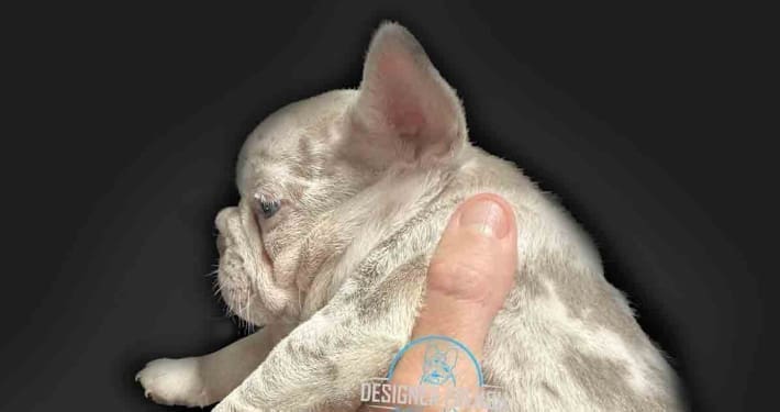 Frenchie Breeders near me