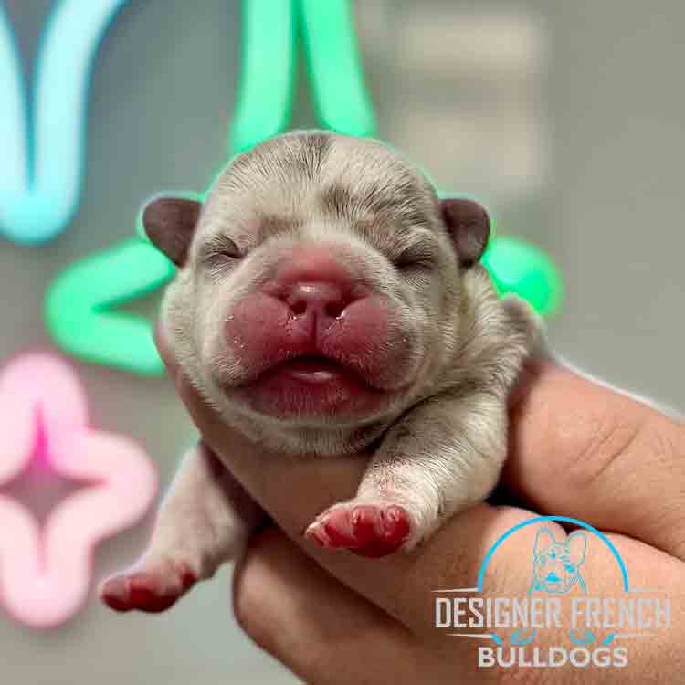 Isabella Merle Frenchie Puppy