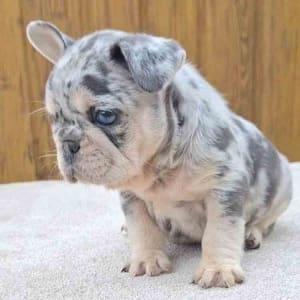lilac tan merle frenchie puppy