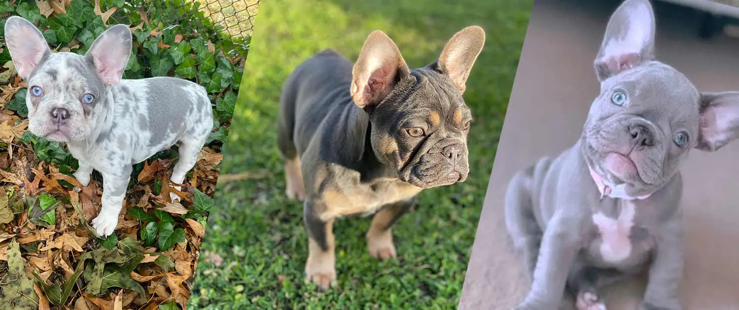 lilac Frenchies for sale lilac Frenchie