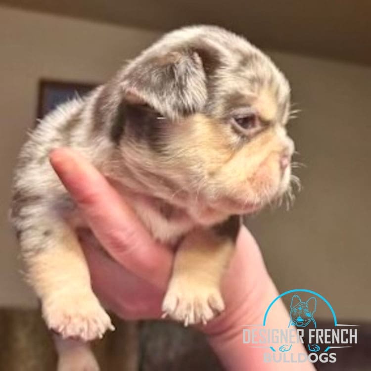 Lilac Merle French bulldog price