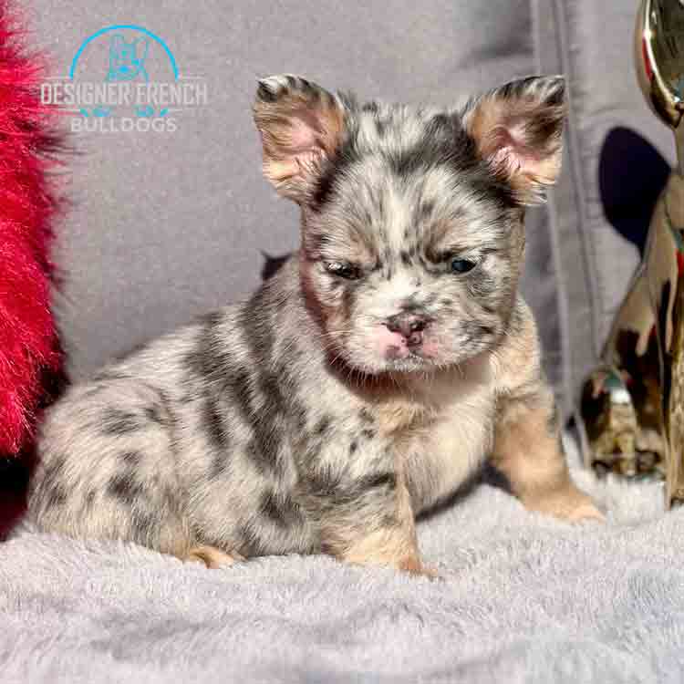fluffy merle French bulldog puppy