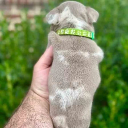 Do Isabella French Bulldogs shed alot?