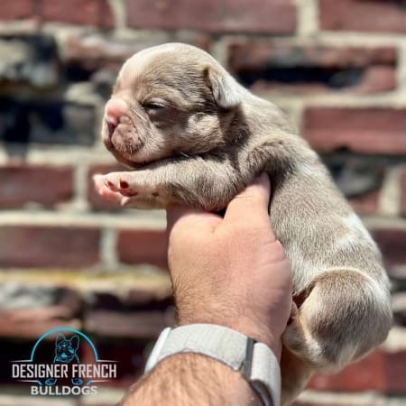 isabella Merle Frenchie