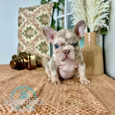 Frenchies for sale
