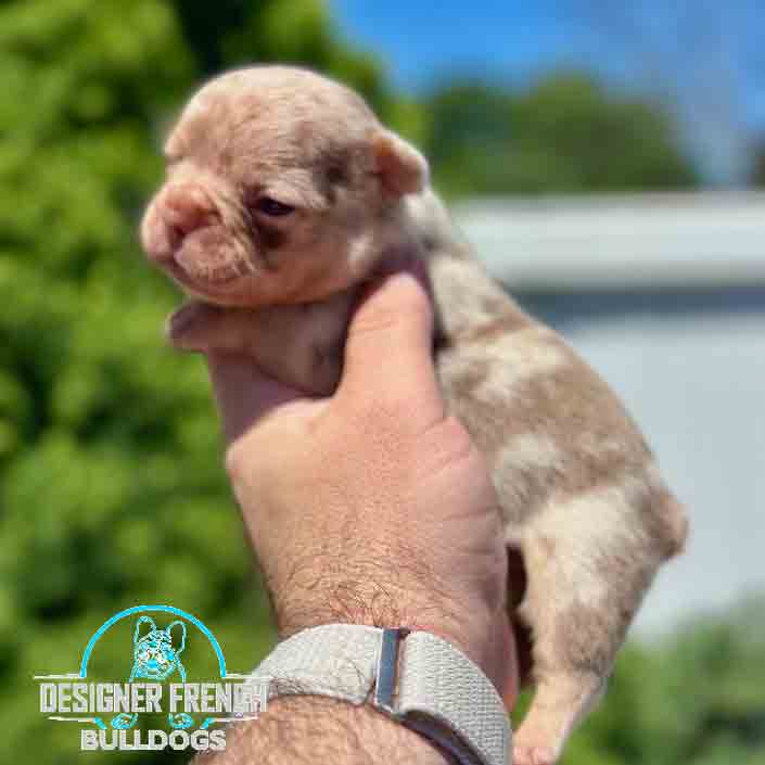 newshade Rojo Frenchie puppy