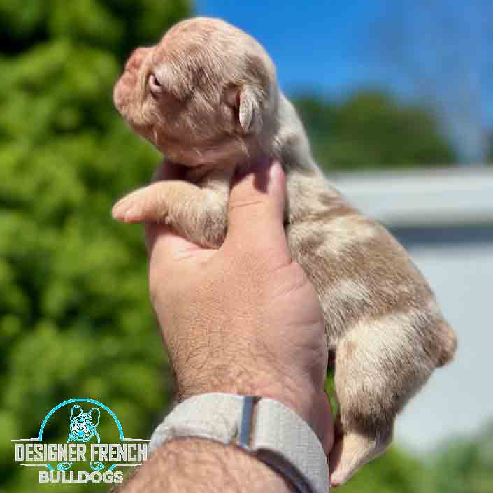 Newshade Rojo merle Frenchie cost