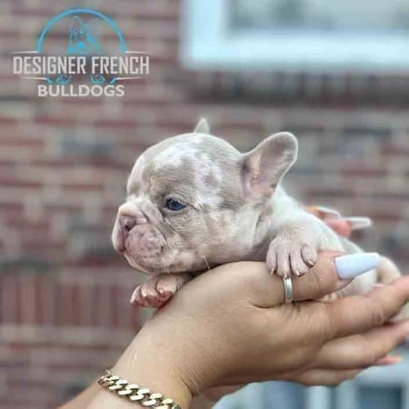 isabella merle Frenchie