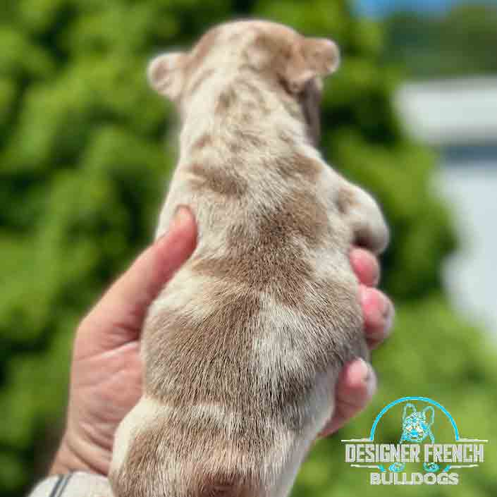 newshade rojo Merle Frenchie