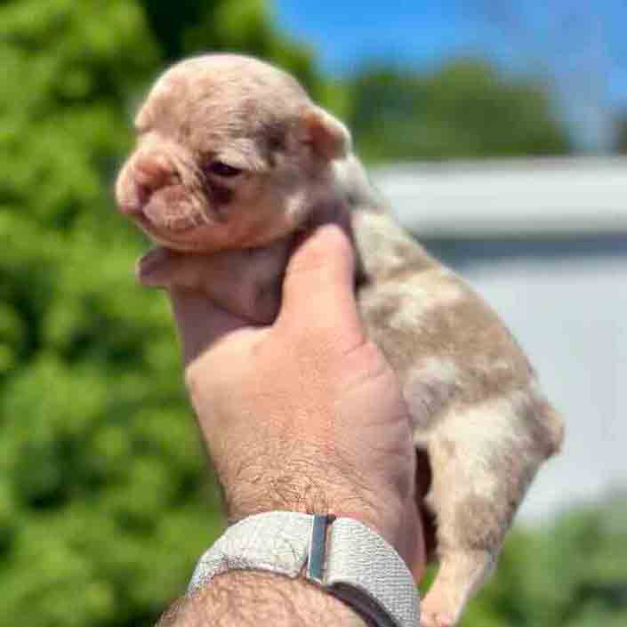 Frenchie puppies for sale