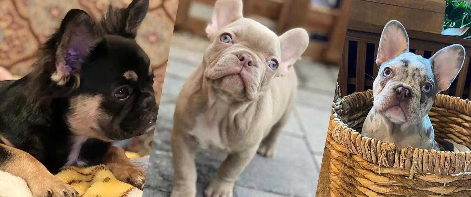 rare-french-bulldog-colors