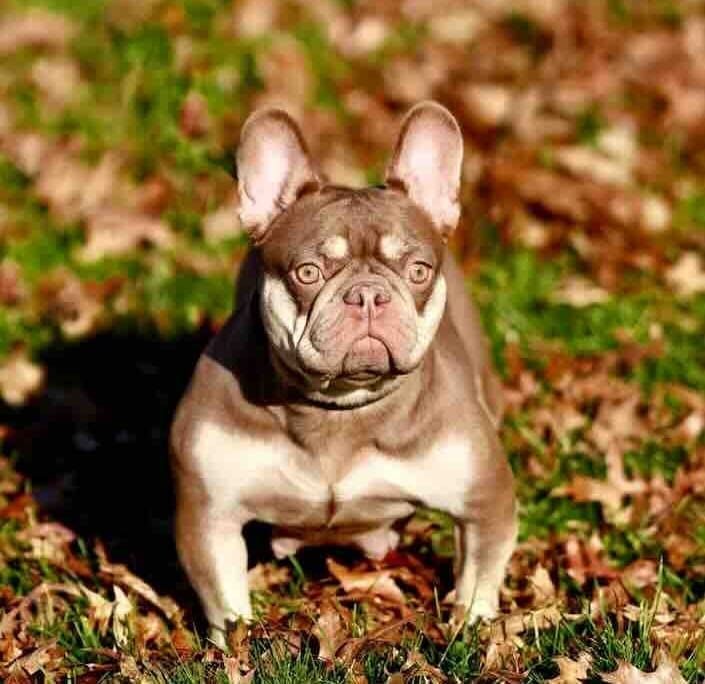 Frenchies for sale Texas