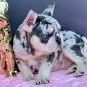 Why is the French bulldog so expensive?