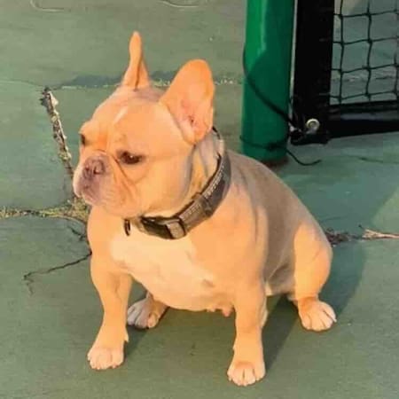Cream French Bulldog price