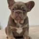 French bulldog breeders FL