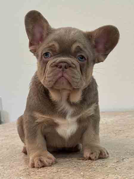 French bulldog breeders FL
