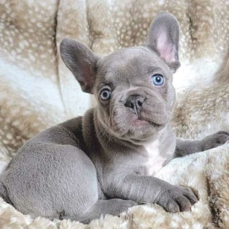 lilac merle Frenchie