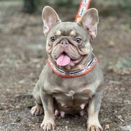 Isabella French Bulldogs