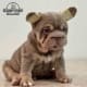 big rope French bulldog for sale