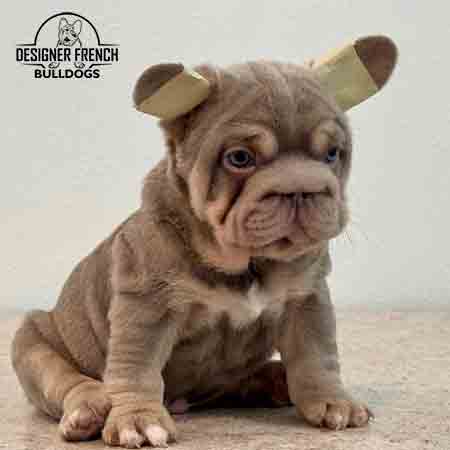 big rope French bulldog for sale