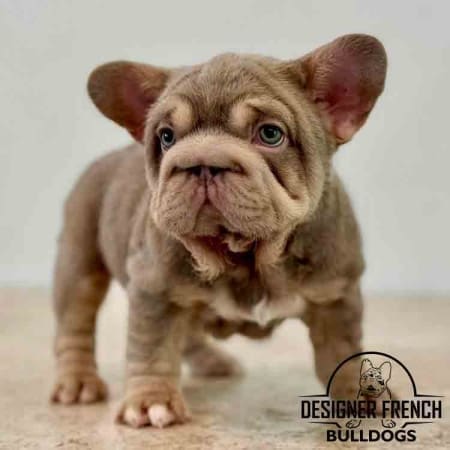 big rope Frenchie