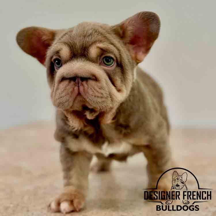 big rope  fluffy Frenchie