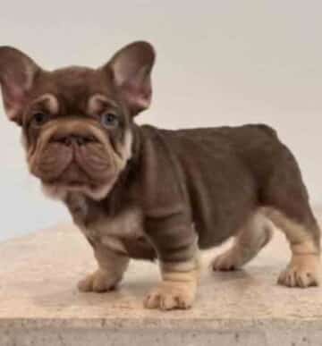 Big Rope French Bulldog for sale | Fluffy Big rope French bulldogs