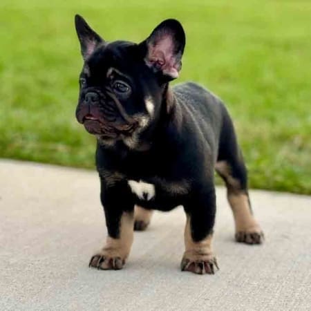 black Frenchie for sale