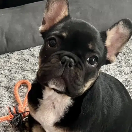 black French bulldogs for sale