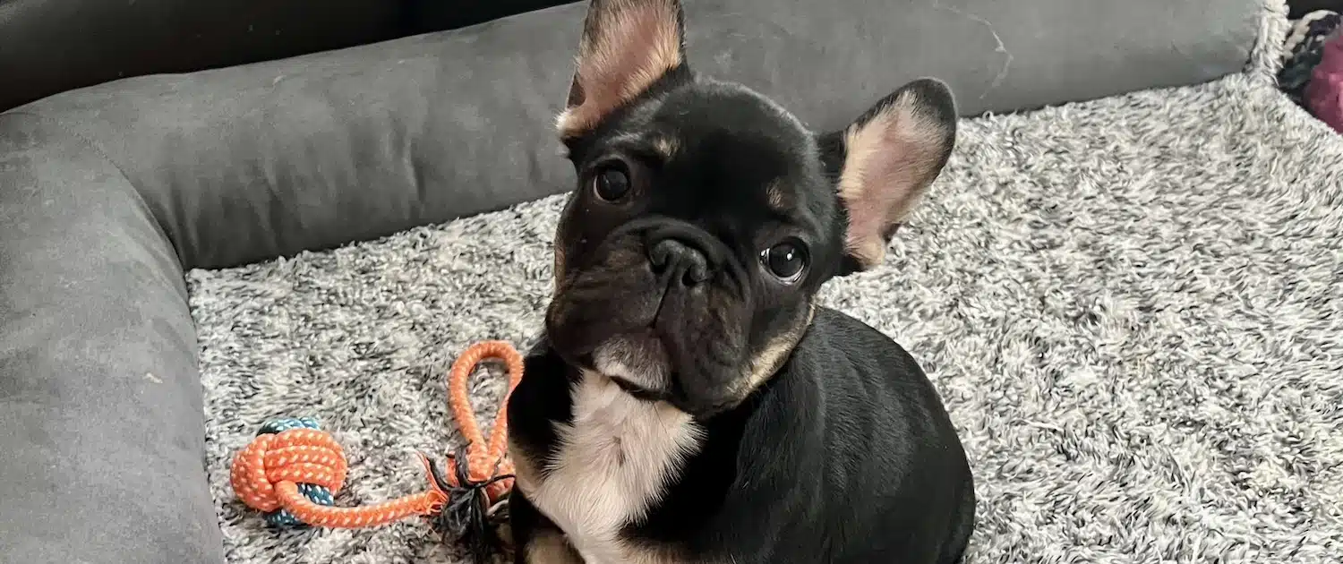 black French bull dog puppy black French bulldog puppies