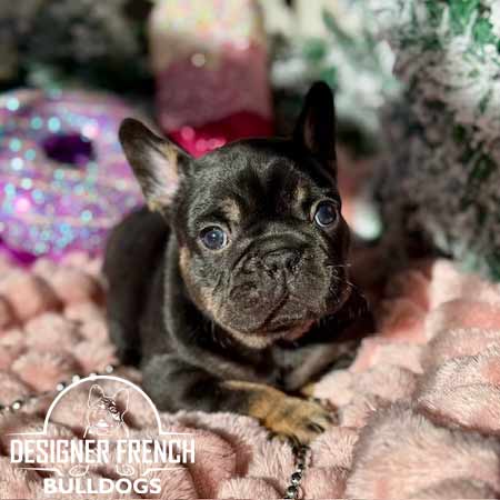 black and tan french bulldog