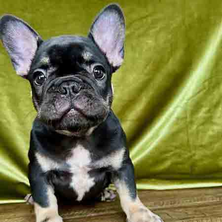 black French bull dog puppies black French bulldog puppies
