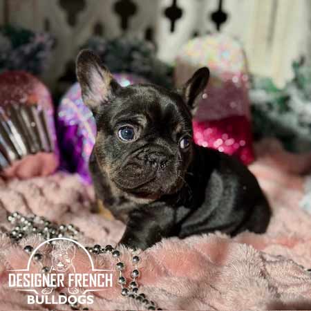 black frenchie puppy for sale