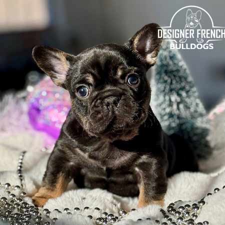black and tan french bulldog puppy