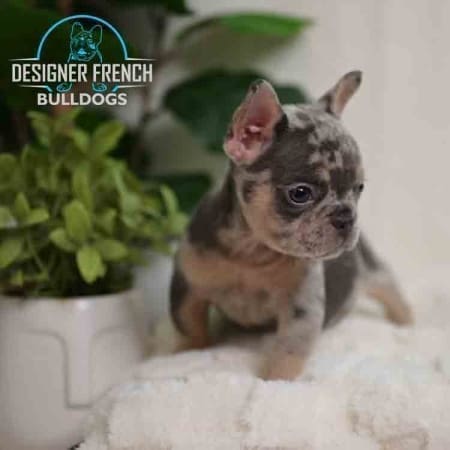Merle French bulldog cost