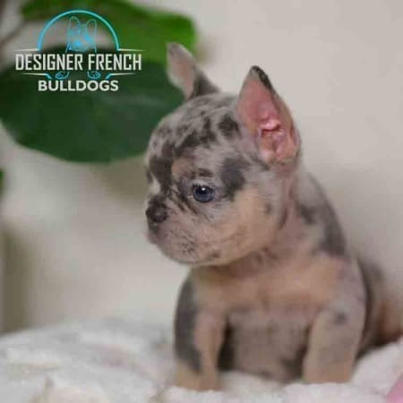 blue french bulldog puppies price
