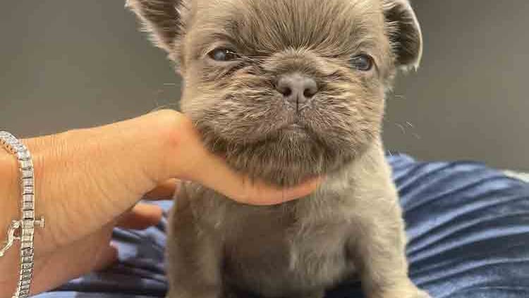 blue fluffy frenchie