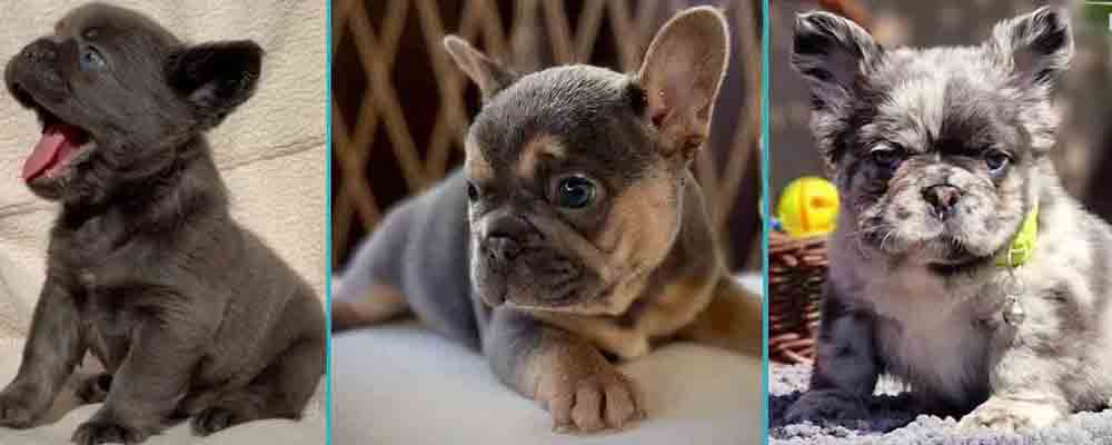 blue Fluffy Frenchie blue Fluffy French bulldog