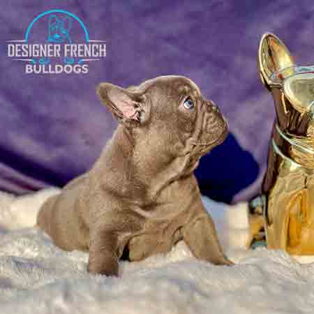 blue frenchies for sale
