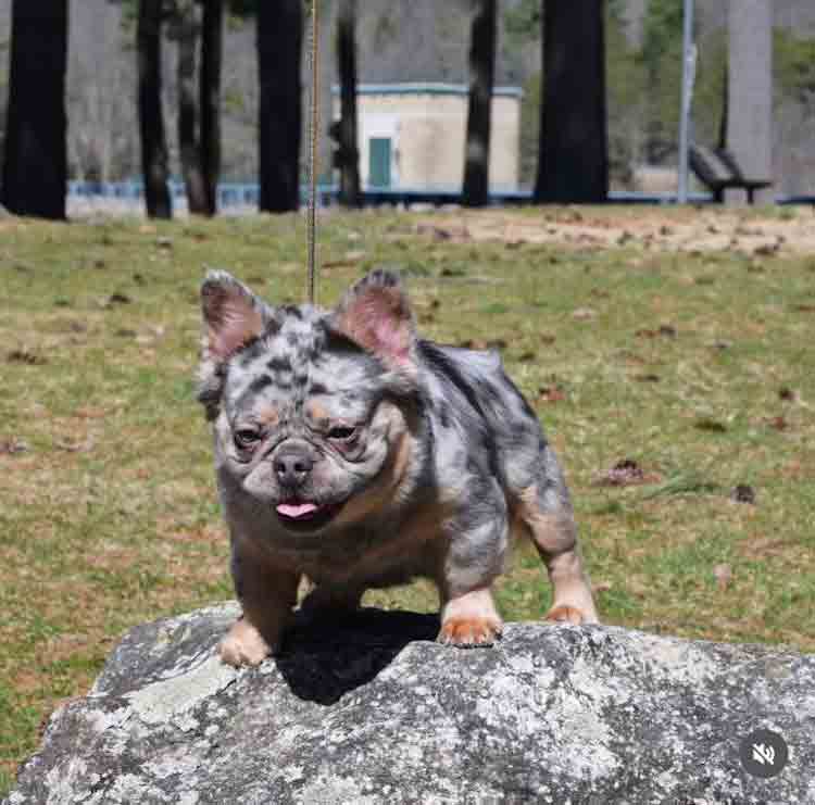 blue merle frenchie for sale