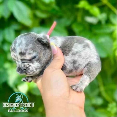 Merle French bulldog for sale