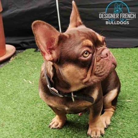 French Bulldog colors