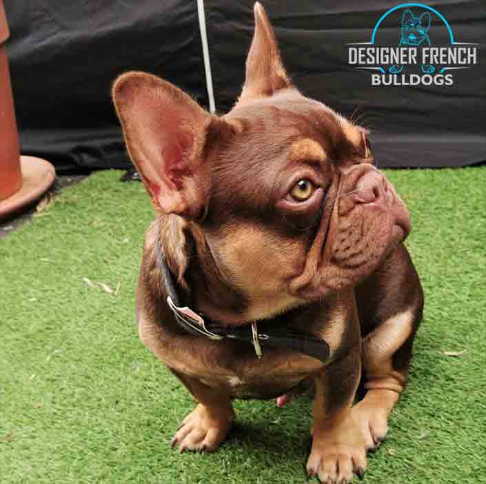 Chocolate French bulldog puppies for sale
