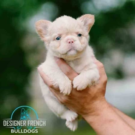 Fluffy Frenchie