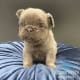 fluffy frenchie puppies for sale