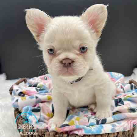 Fluffy French Bulldog puppies