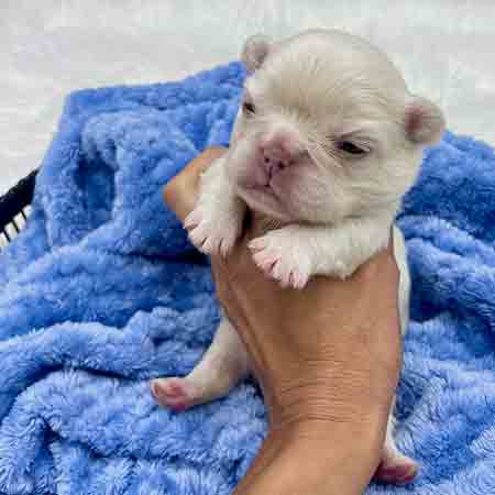 Fluffy Frenchie for sale