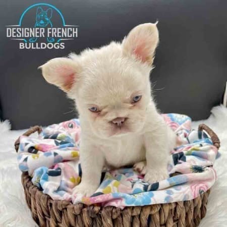 French Bulldog Genetic Information