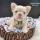 fluffy frenchie puppies cost