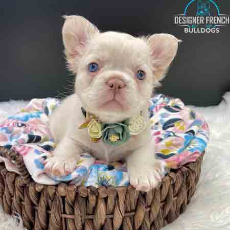 fluffy frenchie puppies cost